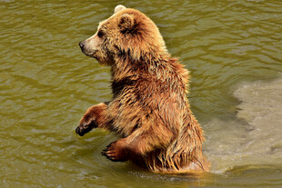 水中站立的棕熊