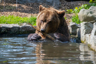 棕熊水中惬意享用美食