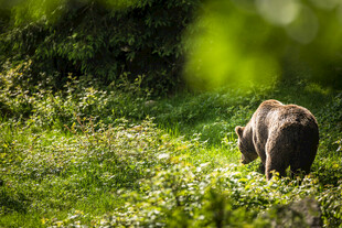 森林中漫步的棕熊