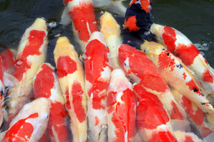 池塘中色彩斑斓的锦鲤群