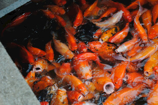 池塘中密集的红色锦鲤