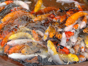 池塘中游动的多彩锦鲤