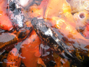 池塘中游动的多彩锦鲤