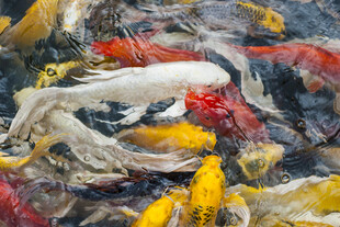 多彩锦鲤水中畅游