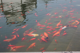 池塘中游动的多彩金鱼