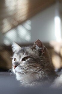 慵懒猫咪惬意趴卧