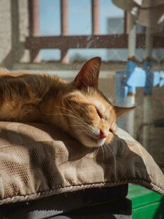 酣睡的橘猫