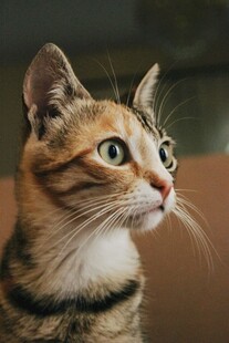 可爱斑纹猫抬头凝望