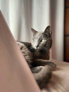 慵懒猫咪惬意躺卧