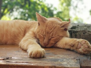 橘猫惬意躺卧木板上