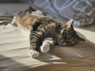 阳光下慵懒的猫咪