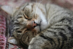 熟睡的条纹猫咪