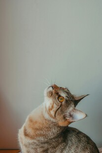 仰头猫咪的可爱瞬间