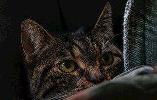 好奇猫咪探头瞧