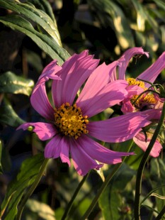 娇艳紫花绽放绿叶间