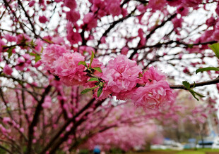 烂漫粉色繁花绽放枝头