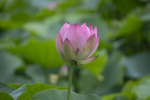 含苞待放的娇艳粉色荷花