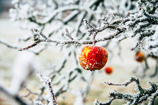 霜覆枝头的红果