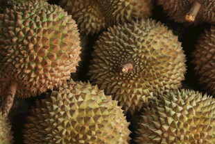 一堆新鲜的榴莲果实