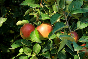 枝头硕果累累的红苹果