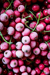 鲜艳多彩的浆果特写