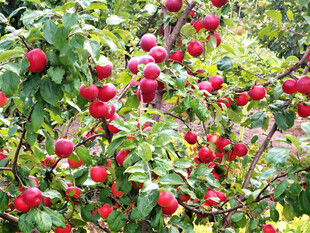 枝头红苹果