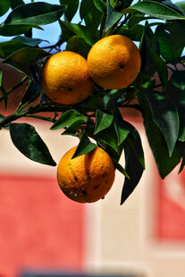 枝头挂着饱满的黄橘子