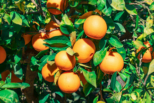 挂满果实的繁茂橙子树