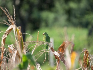 田野中的玉米植株