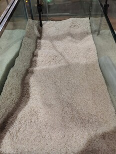 室内玻璃护栏里的珍珠米