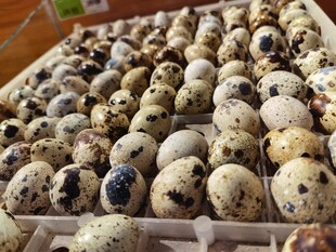 满满一箱鹌鹑蛋待售