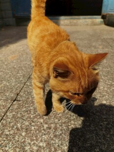 阳光下的橘猫