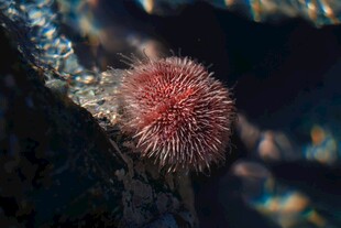 红色海胆栖息于岩石上