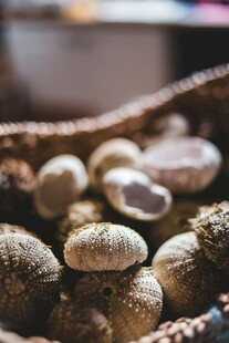 篮子里的多彩贝壳