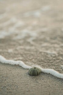 海浪中的小贝壳