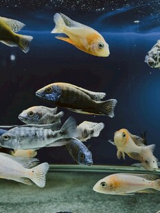 多彩观赏鱼在水族箱中游弋