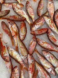 新鲜多样的鱼类陈列