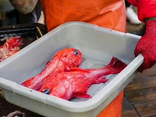新鲜红鱼待售