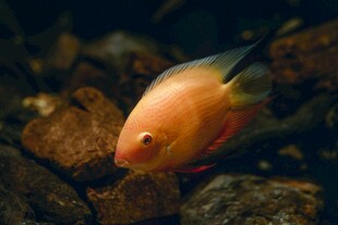 橙红观赏鱼于石间悠游