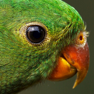 绿鹦鹉特写