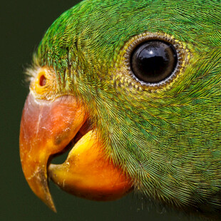 绿羽鹦鹉特写