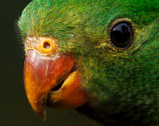 绿鹦鹉特写