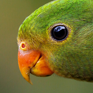 绿鹦鹉特写
