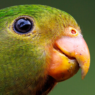 绿鹦鹉特写