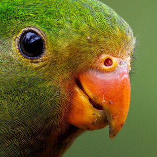 绿羽鹦鹉特写