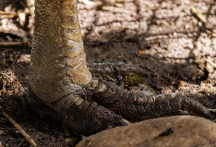 蜥蜴的腿部特写