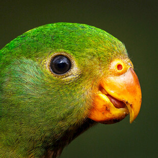 绿鹦鹉特写
