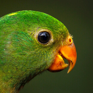 绿鹦鹉特写