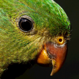 绿鹦鹉特写
