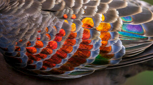 绚丽多彩的鸟类羽毛